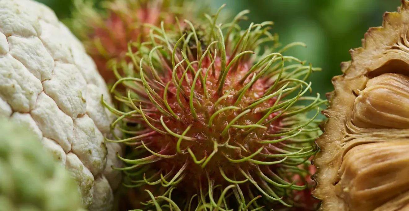 Extreme close-up of rambutan hair texture and atis scale patterns