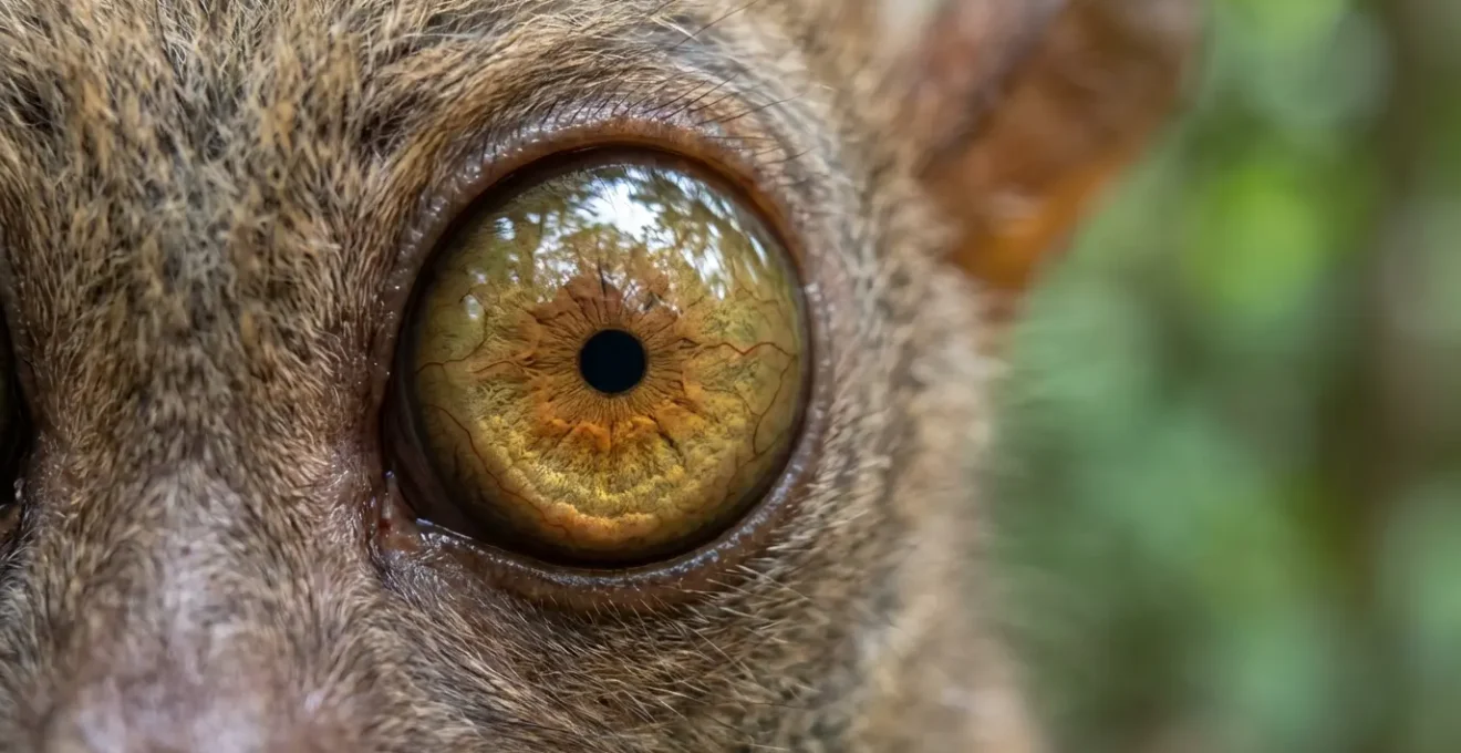 Extreme close-up of Philippine tarsier's enormous eye showing detailed iris structure